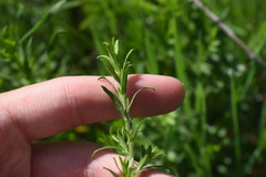 Rhopalomyia gemmaria
