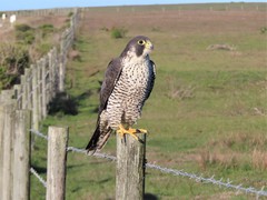 Falco peregrinus pealei