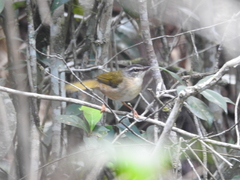 Myiothlypis rivularis