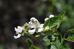 Rubus pascuus