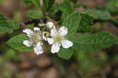 Rubus pascuus