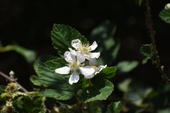 Rubus pascuus