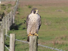Falco peregrinus pealei