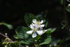 Rubus pascuus