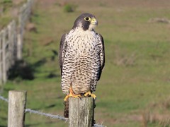 Falco peregrinus pealei