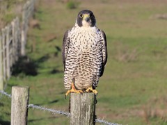Falco peregrinus pealei