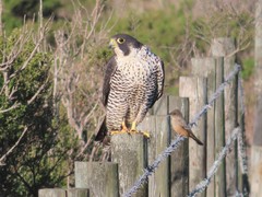 Falco peregrinus pealei