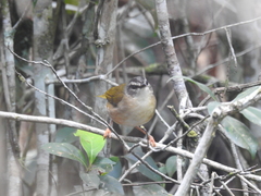 Myiothlypis rivularis