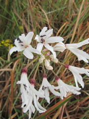 Nerine pancratioides