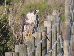Falco peregrinus pealei