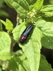 Agrilus huachucae