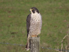 Falco peregrinus pealei