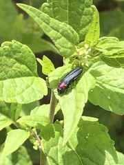 Agrilus huachucae