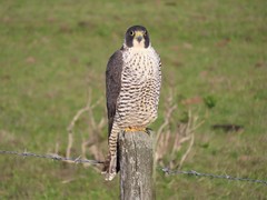 Falco peregrinus pealei
