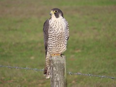 Falco peregrinus pealei