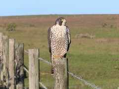 Falco peregrinus pealei