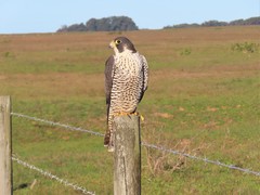 Falco peregrinus pealei