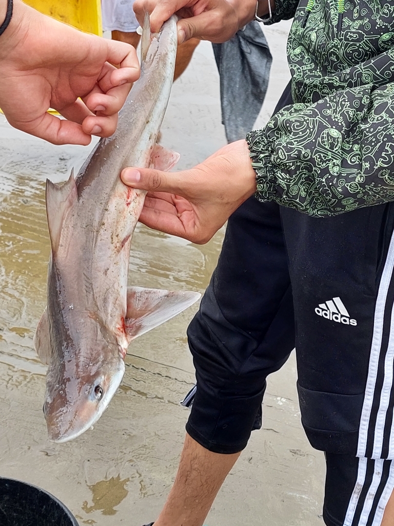Humpback Smoothhound