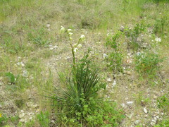 Yucca constricta