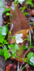 Cardamine dolichostyla
