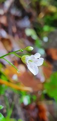 Cardamine dolichostyla