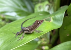 Anolis cryptolimifrons