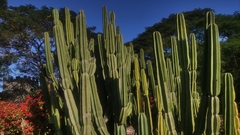 Cereus repandus