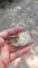 Aspidosperma triternatum