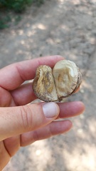 Aspidosperma triternatum