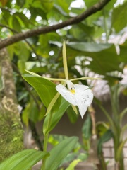 Epidendrum eburneum