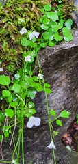 Cardamine dolichostyla