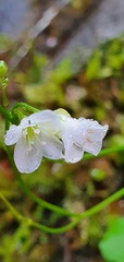 Cardamine dolichostyla
