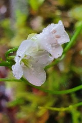Cardamine dolichostyla