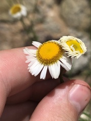 Erigeron neomexicanus
