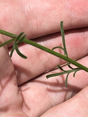 Erigeron neomexicanus