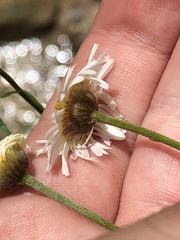 Erigeron neomexicanus