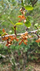 Salta triflora