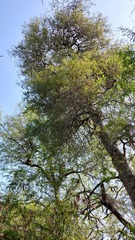 Aspidosperma triternatum