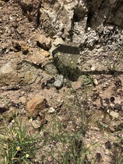 Erigeron neomexicanus