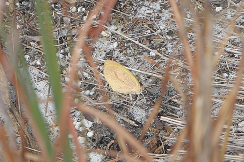 Barred Yellow photo 5