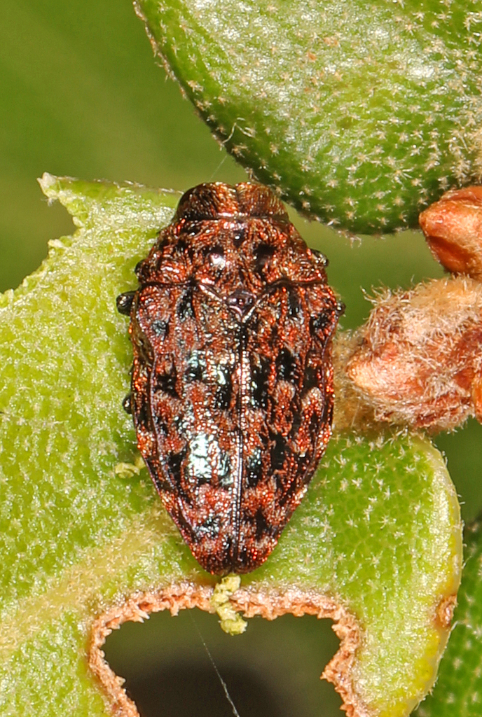 Brachys floricola