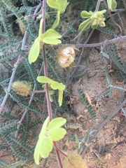 Passiflora pentaschista