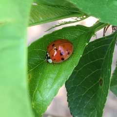 Harmonia axyridis