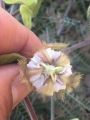 Passiflora pentaschista