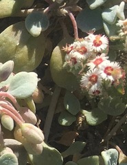 Euphorbia dentosa