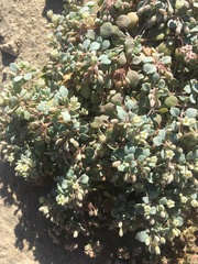 Drymaria holosteoides