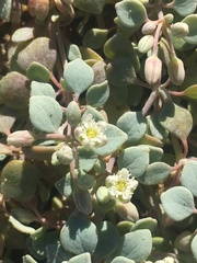 Drymaria holosteoides