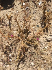 Portulaca californica