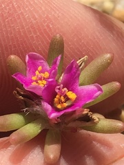 Portulaca californica
