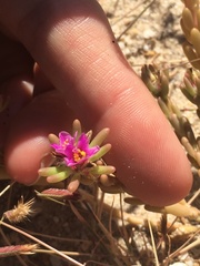 Portulaca californica